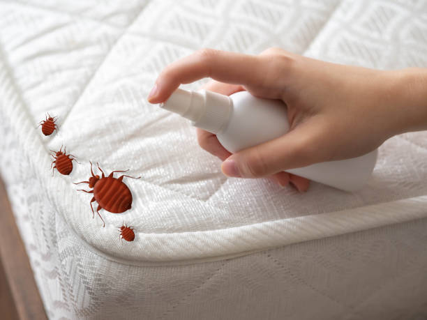 Best Spider Control Near Me  in Harpersville, AL