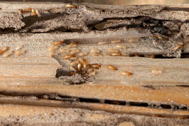 Reliable Harpersville, AL Pest Control Solutions